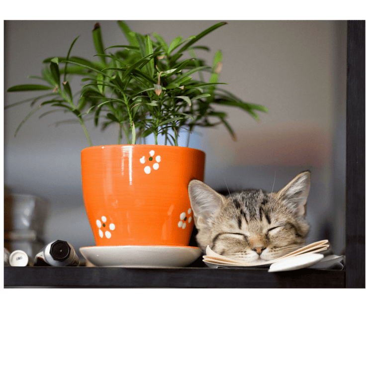 It's Cute So I Want It | Something U Luv