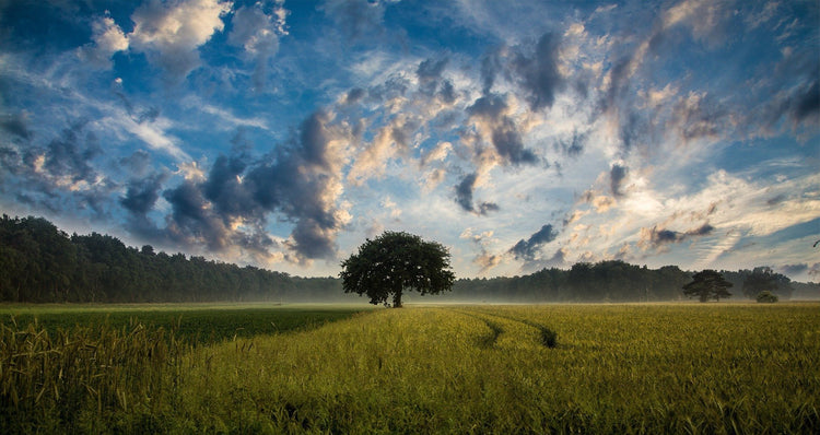 Tree of Life | Something U Luv